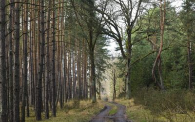 Wegepflegearbeiten an den Forstwegen